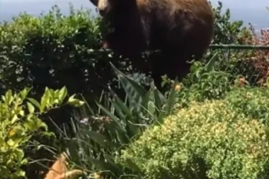 Razjareni grizli ujeo lovca za ruku, a onda mu je bacio šapu na lice... (UZNEMIRUJUĆE)