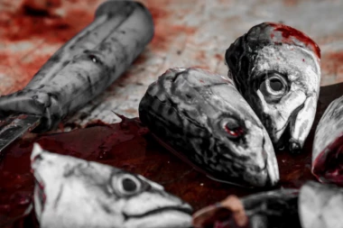 ZAGREB SMRDI, ZARAZA SE ŠIRI