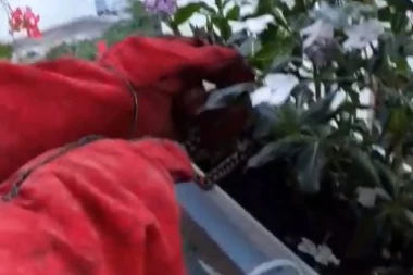 (VIDEO) UŽAS U VLADIČINOM HANU: U cveću pronašla NAJOTROVNIJU ZMIJU