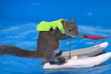 (VIDEO) Adrenalinska veverica koja skija na vodi ide u penziju!