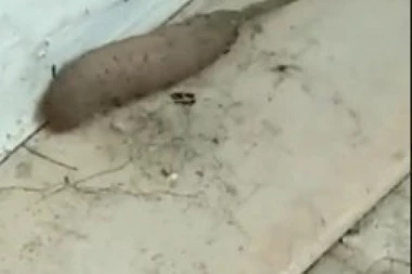 (VIDEO) DA TI SE ZGADI ŽIVOT: Snimila je stvorenje oko kuće, niko ne zna šta je, ali je OGAVNO!