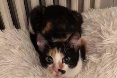 NESTALA MACA: Pomozimo da se Klara vrati kući