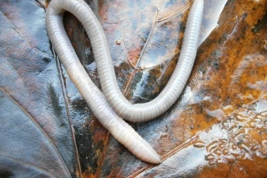 BILI SU MRTVI 42.000 GODINA! Naučnici oživeli OVA STVORENJA i sada su najstariji oblik života na Zemlji!