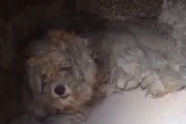 (VIDEO) ČUDO U GRČKOJ! Pas lutalica na neverovatan način PREŽIVEO POŽAR!