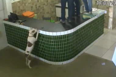 (VIDEO) SNIMAK KOJI JE OSVOJIO INTERNET: Videli pitbula i ponašali se kao da je DŽIHADISTA!