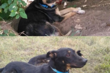 ULEPŠAJTE SEBI ŽIVOT: Udomite Mikicu i Đoleta