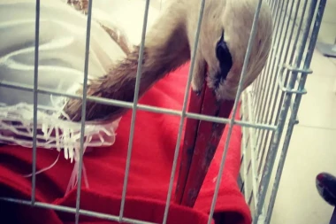 STOP NASILJU NAD ŽIVOTINJAMA! MONSTRUM UPUCAO MLADUNČE RODE IZ PUŠKE