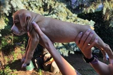 NEĆETE VEROVATI KAKVI ŠTENCI SU NA PRODAJU