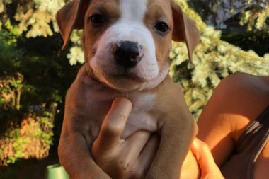 Lažiraju papire za pse: Na povocu pitbul, u rodovniku staford