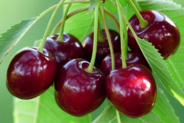 Stigle su sveže višnje: Iskoristite ovo moćno voće za poboljšanje krvi i zdravlje celog organizma