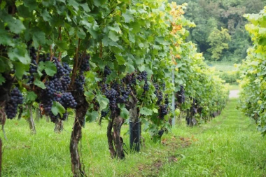 Nećete verovati gde stiže veštačka inteligencija