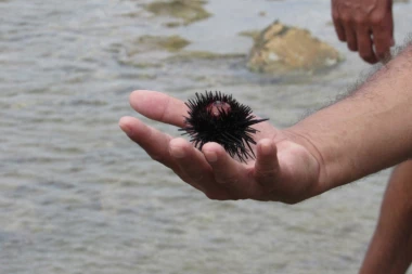 SAVETI STRUČNJAKA: Evo šta da radite kada vam se IGLICE MORSKOG JEŽA zariju pod kožu