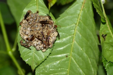 UŽAS KOD KURŠUMLIJE! Staricu izujedalo STOTINU STRŠLJENOVA po glavi i ramenima!
