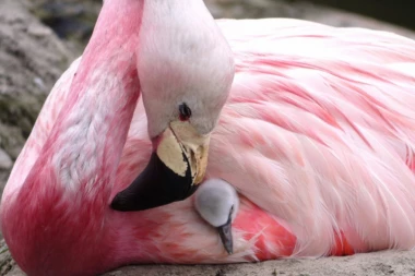 (FOTO) RUŽIČASTA STRANA PAKLA: Prelep prizor koji otapa i najhladnija srca!