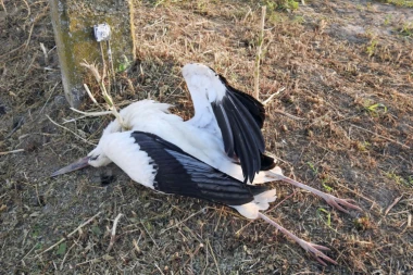 Strahota kod Paraćina: Celo jato belih roda ubila struja