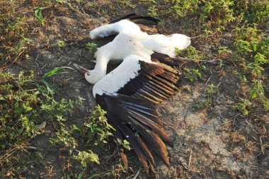 STRUJA UBIJA RODE: Ptice stradaju na dalekovodima u Srbiji