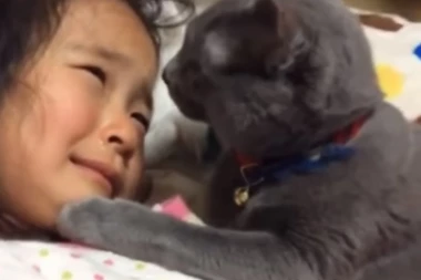 ŽIVOTINJE SU ČUDO: Pogledajte kako mačka teši uplakanu devojčicu!