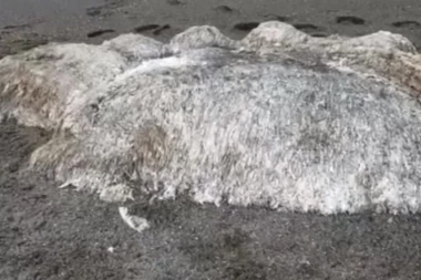 (VIDEO) DA TE PROĐE JEZA: More izbacilo dlakavo čudovište na obalu, NAUČNICI U ČUDU!