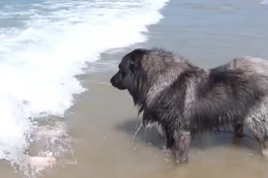 (VIDEO) ŽIVOTINJE SU NAM NAJVEĆI PRIJATELJI: Pogledajte kako pas spasava devojčicu!