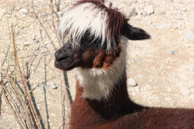 (FOTO) BEOGRADSKI ZOO VRT IMA NOVE STANOVNIKE: One su prave lepotice, a oni odlični ronioci!