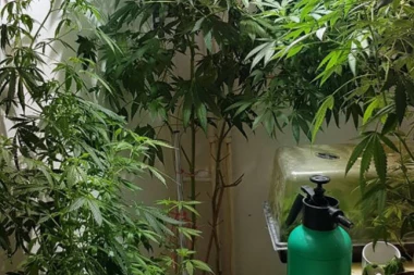 ZAPLENJENO VIŠE OD 30 KILOGRAMA DROGE: Kragujevčanka (53) uzgajala indijsku konoplju od koje je prozvodila marihuanu!
