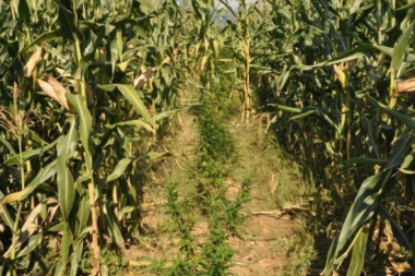 Kinezi znali za kanabis još pre 2.500 godina?