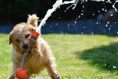 Ne izlažite ih visokim temperaturama: Ovi psi imaju veliki rizik da dobiju sunčanicu!
