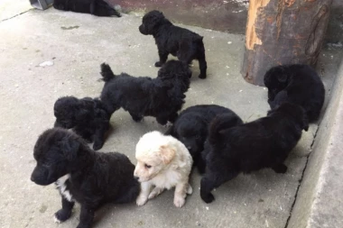 AKO ŽELITE ODANOG PRIJATELJA, ONDA JE OVO PAS ZA VAS: Poklanjaju se štenci vojvođanskog pulina