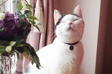 (FOTO) Ova mačka ima ZNAK NA LEĐIMA i zbog toga je HIT na internetu!