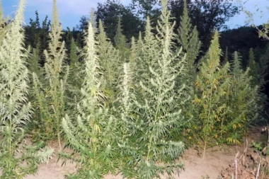 NA NJIVI U OKOLINI KRAGUJEVCA UZGAJALI 900 KILOGRAMA INDIJSKE KONOPLJE! Policija ih nahvatala dok su zalivali zasade!