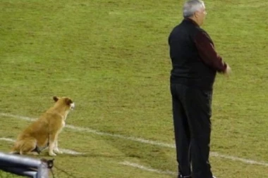 (FOTO) ONO KADA TI JE PAS "POMOĆNI TRENER"!