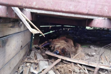 (FOTO) JEZIV PRIZOR OTROVANIH PASA U ŽELEZNIKU: Umiru u najgorim mukama, otrov bačen i po parkovima