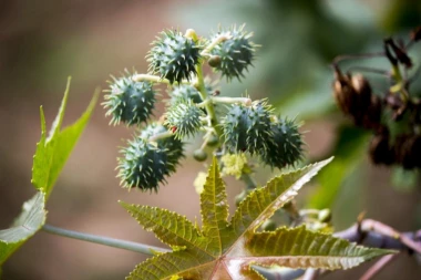 PREPARATI IZ PRIRODE KOJI JAČAJU VLAS I ČINE JE ZDRAVIJOM: Ricinusovo ulje za bujniju kosu