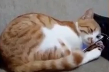 (VIDEO) Snimak ove mačke je nešto najnežnije što ćete danas videti