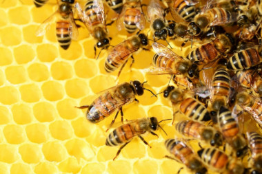 Ogromni gubici za pčelare: "Štetu će pretrpeti i država"