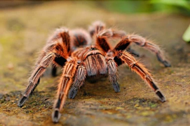 TARANTULE OPSEDAJU AUSTRIJU: Ljudi u panici, evo šta je uzrok invazije