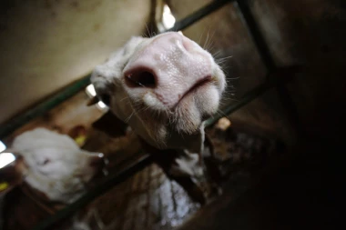 SLABO INTERESOVANJE ZA PKB: Prijavila se samo Al Dahra