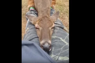 (VIDEO) NEĆETE VEROVATI, ALI PRVI PUT SE VIDE: Košuta prišla ženi i oduševila je onim što je uradila