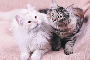 NORVEŠKA ŠUMSKA MAČKA: Pratilac vikinga i valkira