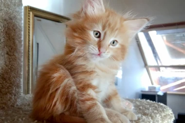 Rešio da pošalje voljenu MRTVU MAČKU U SVEMIR i već ima plan