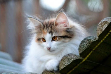 (VIDEO) Evo zašto mačke obaraju stvari