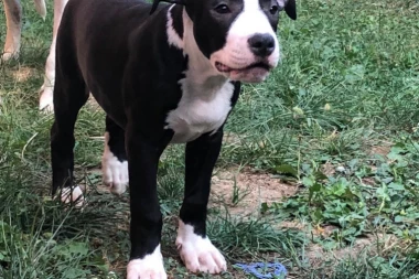 Kućni ljubimci ne samo da pružaju ljubav već su lekoviti za naš um i telo