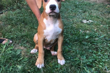 DECA ŠAMPIONA: Na prodaju preslatki štenci američkog staforda