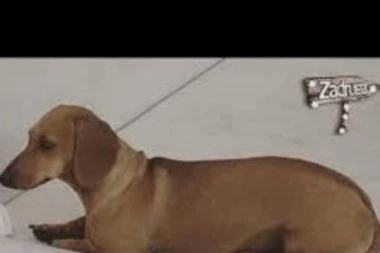 Stigla prinova: Žuta se okotila!