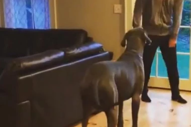 NIJE REALNO: Nećete verovati šta radi ova doga!