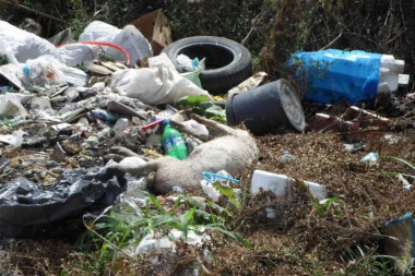 JEZIVA DEPONIJA KOD SREMSKE MITROVICE: Plivaju leševi uginule stoke