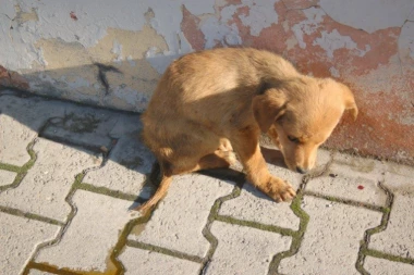 LEVIJATAN: MB AVENIJA ZLOSTAVLJA I UBIJA PSE