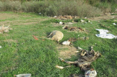 Srbija zatrpana leševima životinja
