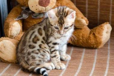BENGALSKA RASA MACA: Mini-leopard idealan za život u stanu