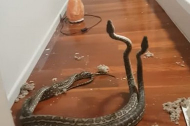 DA SE SMRZNEŠ! Porodica iz Ruskog Krstura našla leglo zmija u kući: Krile se ispod laminata, a niko ne zna gde su mama i tata!